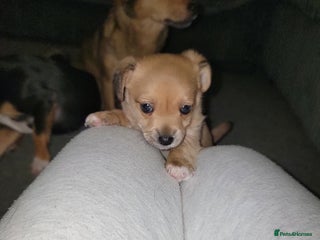 Mixed Breed dogs Chihuahua jack Russell boy puppy - Advert 6