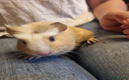 Guinea Pig rodents for sale: Male Guinea pig In need of a home  - Image 3
