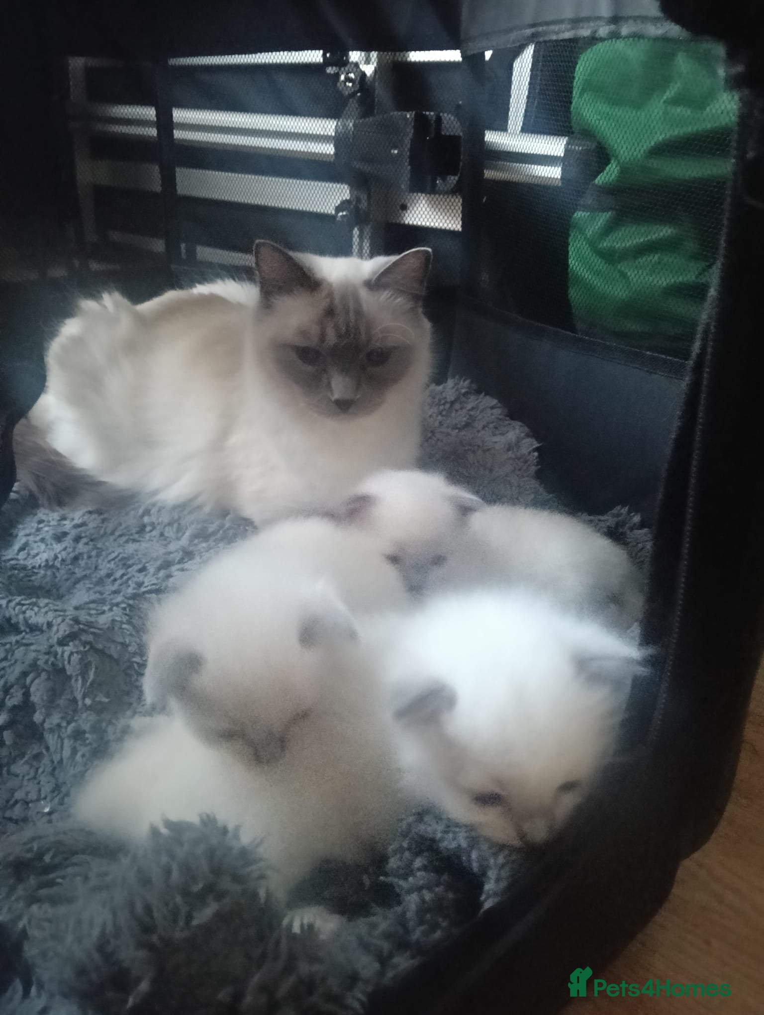Ragdoll cats Beautiful Ragdoll kittens - Advert 3