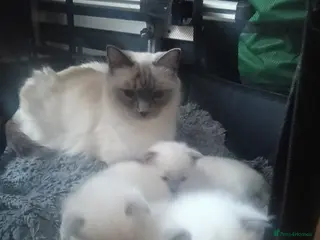 Ragdoll cats Beautiful Ragdoll kittens - Advert 3