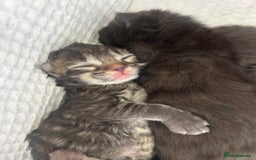 Maine Coon cats for sale: MAINECOON kittens large fluffy  - Image 13