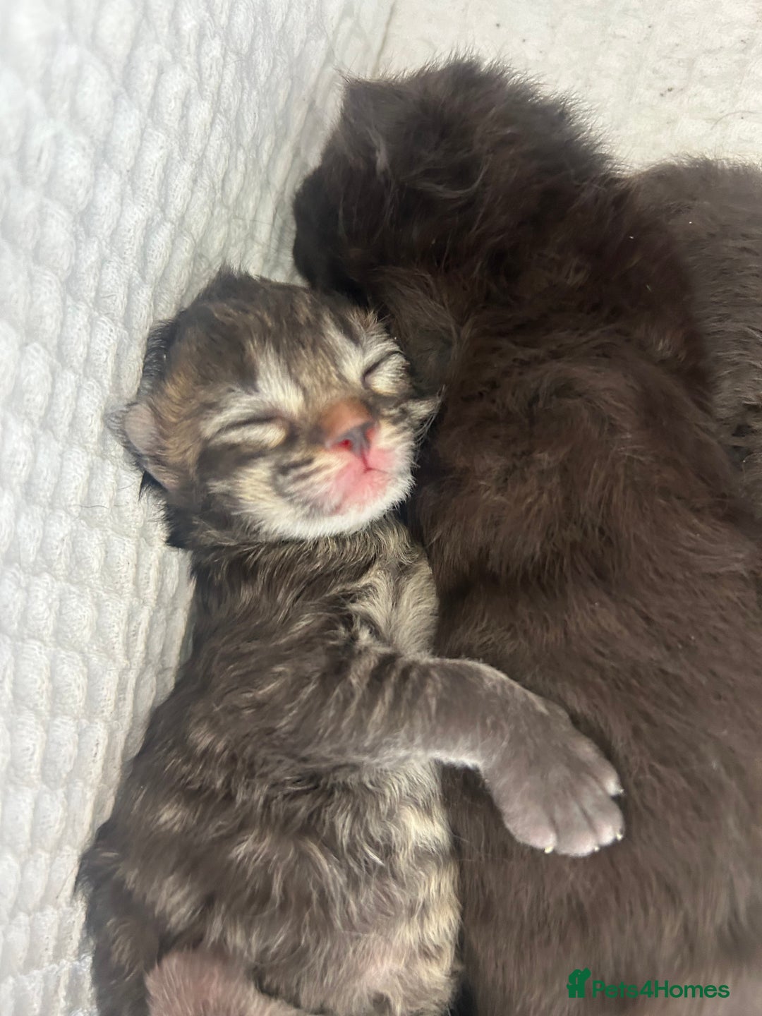Maine Coon cats for sale: MAINECOON kittens large fluffy  - Image 13