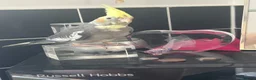 Cockatiels birds for sale: Hand-Reared Cockatiel Sibling Pair in Princes Risborough - Advert 4