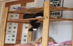 Mixed Breed cats for sale: Beautiful black and white girl for sale - Image 3