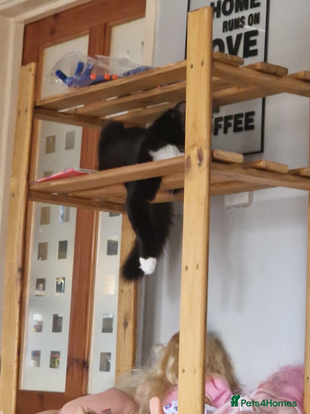 Mixed Breed cats for sale: Beautiful black and white girl for sale - Image 3