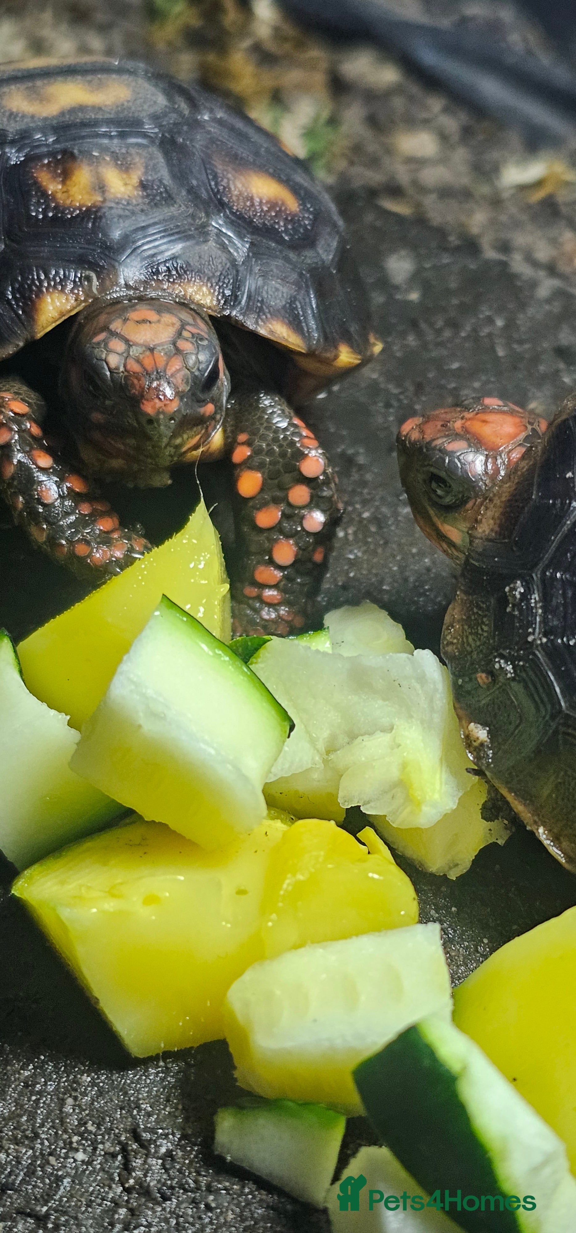 Tortoise reptiles Redfoot cherryhead tortoise - Advert 5