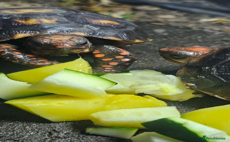 Tortoise reptiles Redfoot cherryhead tortoise - Advert 1