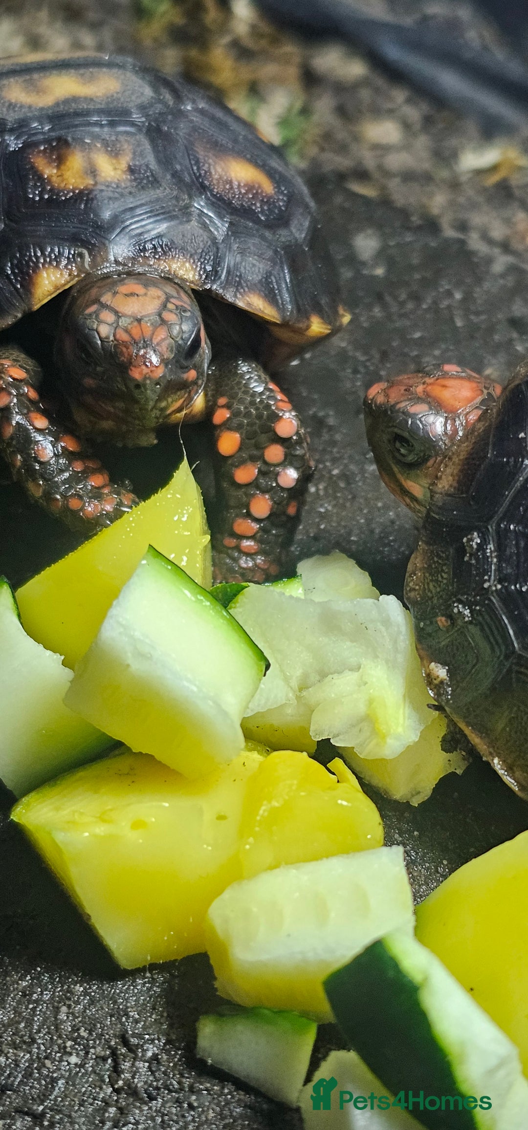 Tortoise reptiles for sale: Redfoot cherryhead tortoise - Advert 1