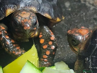 Tortoise reptiles Redfoot cherryhead tortoise - Advert 1