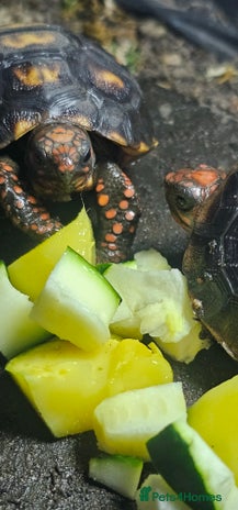 Tortoise reptiles Redfoot cherryhead tortoise - Advert 1