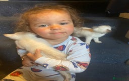 Bengal cats for sale: INTRODUCING 3 ❤️❤️❤️ BEAUTIFUL FELINES  - Image 11