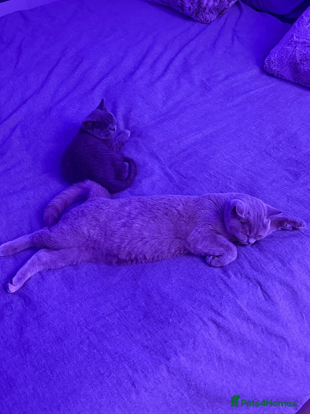 British Shorthair cats for sale: Fafa & Lala 2 Female British Shorthairs in London - Advert 5