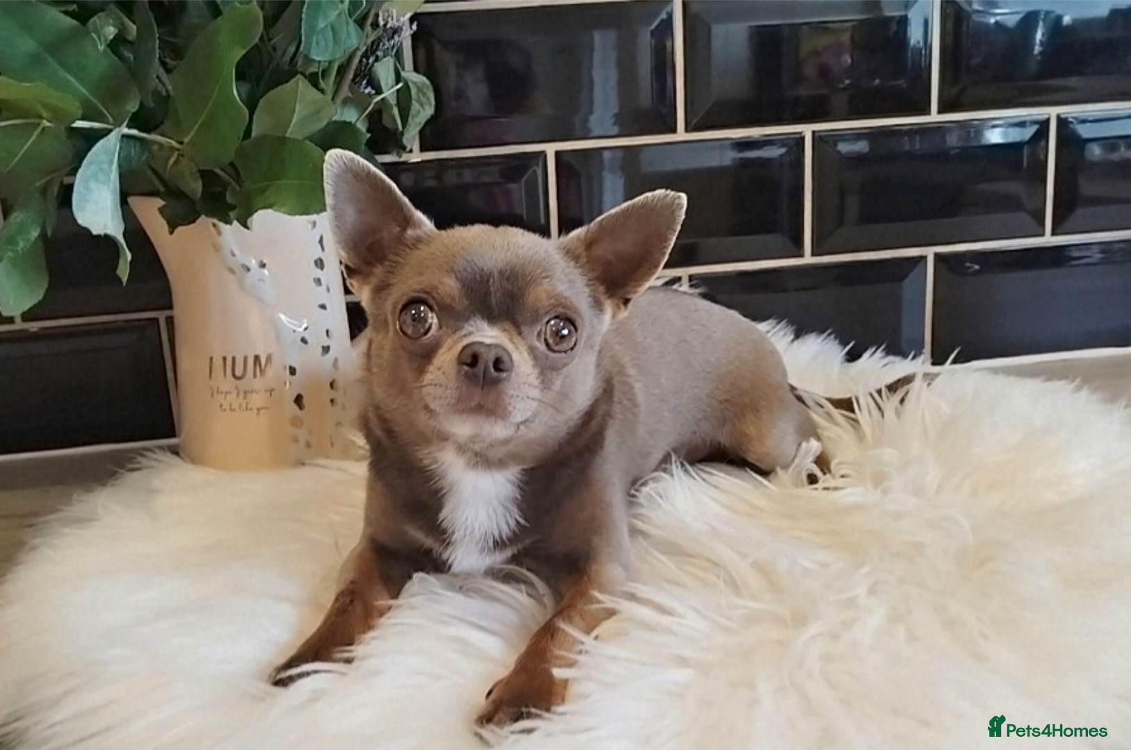 Chihuahua dogs KC reg-Health tested-PROVEN  - Advert 11