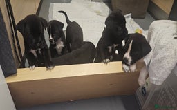 Mixed Breed dogs for sale: Huge American akita x cane corso pups - Advert 36