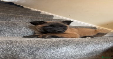 Belgian Shepherd Dog dogs - Advert 1