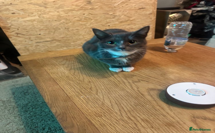 Mixed Breed cats Kittens for sale - Advert 4