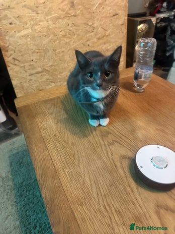 Mixed Breed cats Kittens for sale - Advert 4