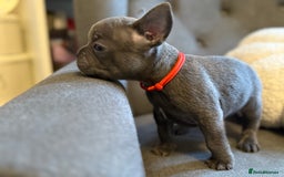 French Bulldog dogs for sale: ✨Stunning Pedigree French Bulldog Puppies✨ - Advert 12