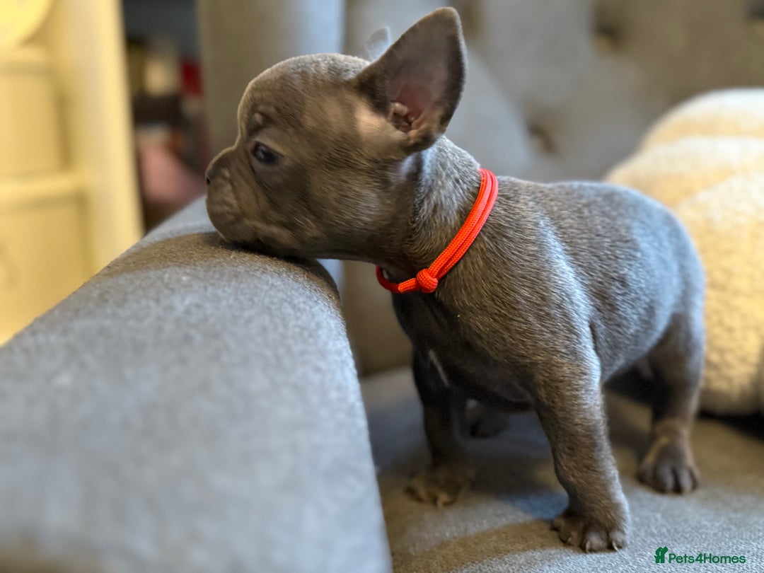 French Bulldog dogs for sale: ✨Stunning Pedigree French Bulldog Puppies✨ - Advert 12