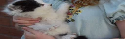 Mixed Breed cats for sale: 3 FLUFFIEST black & white kittens! 2 female 1 male - Advert 14