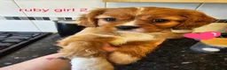 Cavalier King Charles Spaniel dogs for sale: Beautiful cavalier king Charles spaniel puppies  - Advert 34