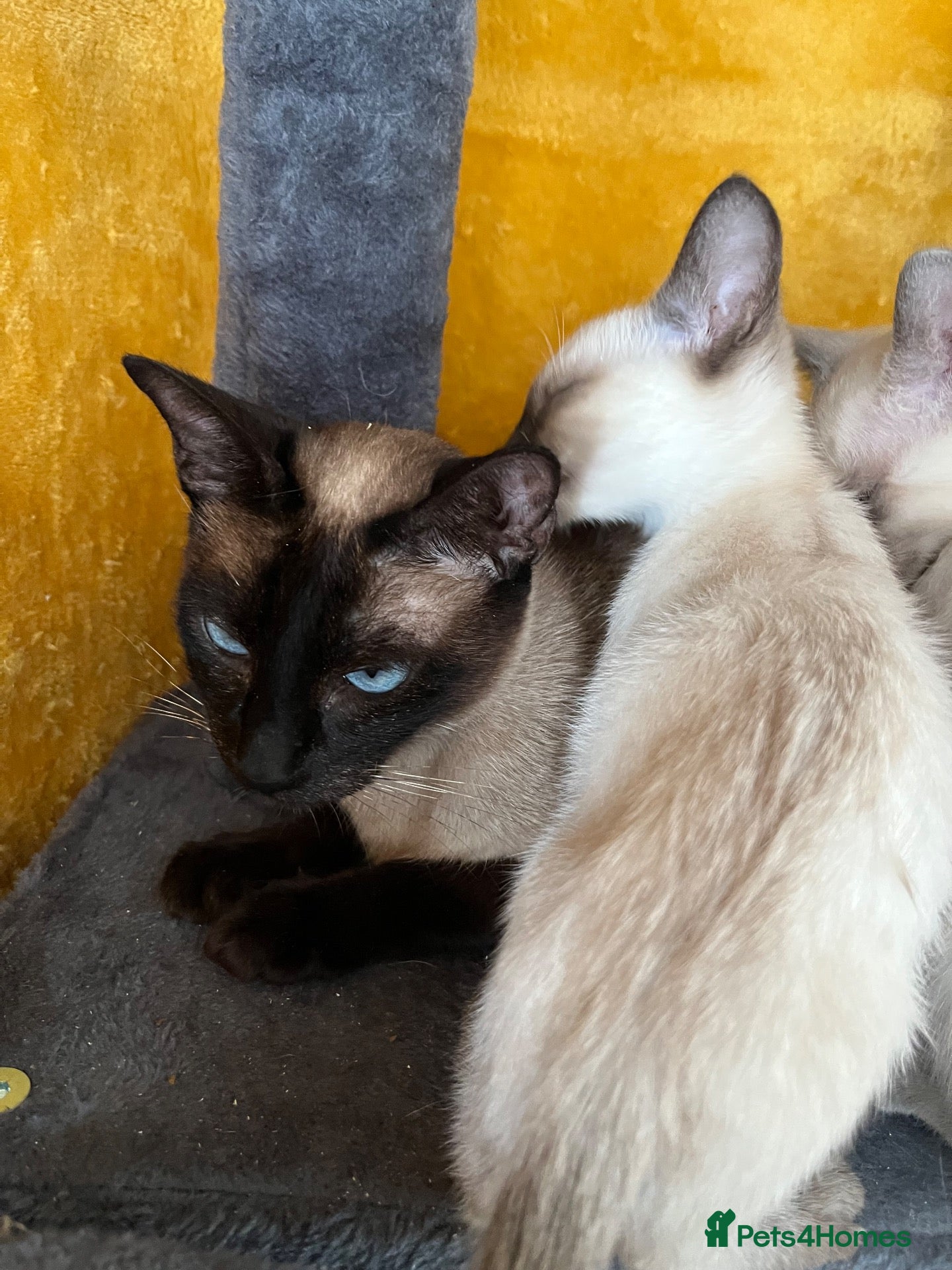Siamese cats Siamese girls ready soon - Advert 3