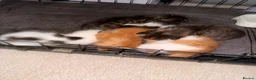 Mixed Breed cats for sale: Maine coon cross kittens  - Advert 17