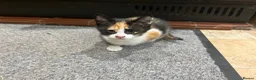 Mixed Breed cats for sale: Beautiful tortoiseshell kitten - Advert 4