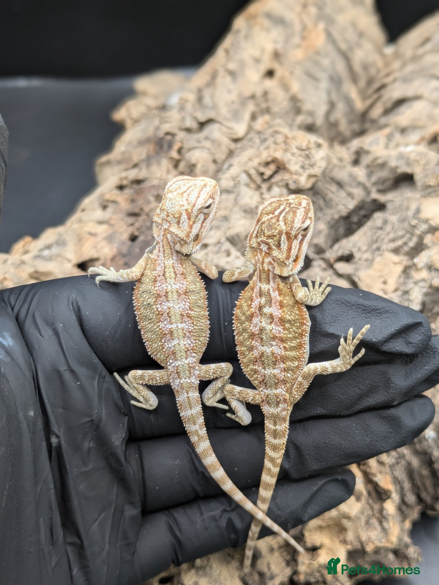 Bearded Dragon reptiles for sale: Mixed bearded dragons - Advert 7