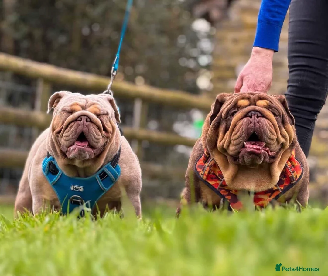 English Bulldog dogs for sale: 🔥 Epic Bullyz Major Daughter X Posher Turkish 🔥  - Advert 1