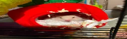 Hamster rodents for sale: Hamster looking for new home in Scarborough - Advert 4