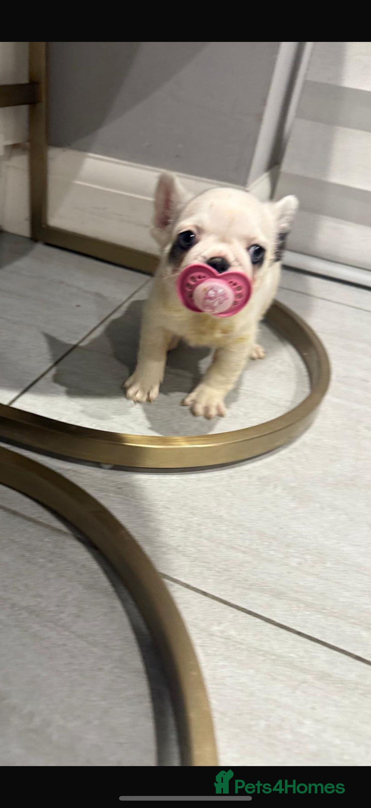 French Bulldog dogs Fluffy carrier panda frenchbulldog - Advert 2