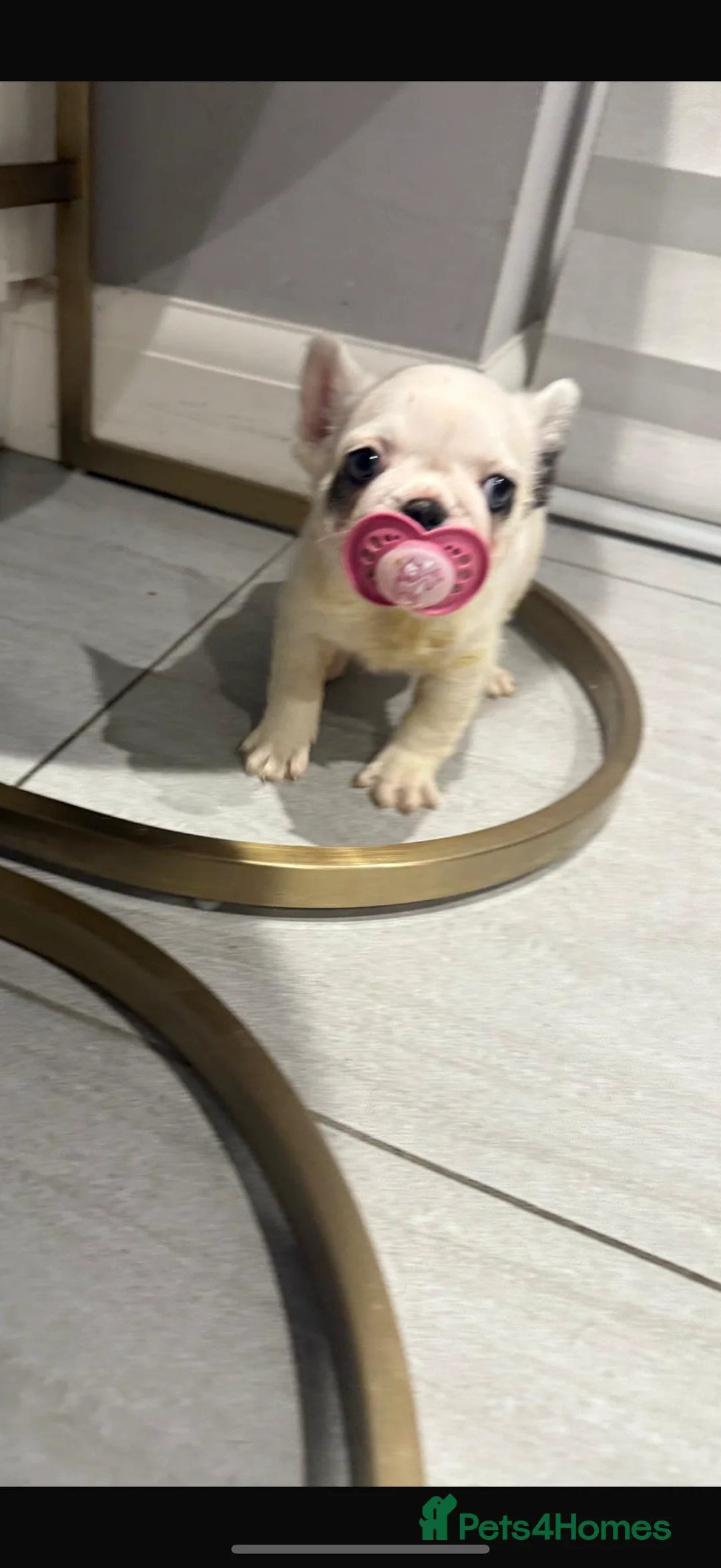 French Bulldog dogs for sale: Fluffy carrier panda frenchbulldog - Advert 1