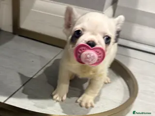 French Bulldog dogs Fluffy carrier panda frenchbulldog - Advert 2