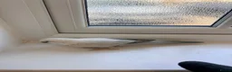 Cockatiels birds for sale: BEAUTIFUL YOUNG QUAKER / MONK PARROT BIRDS - Advert 2