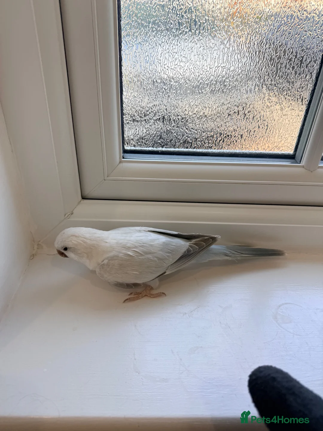 Cockatiels birds for sale: BEAUTIFUL YOUNG QUAKER / MONK PARROT BIRDS - Advert 2
