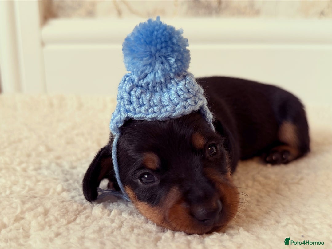 Miniature Dachshund dogs for sale: Miniature Dachshund  - Advert 6