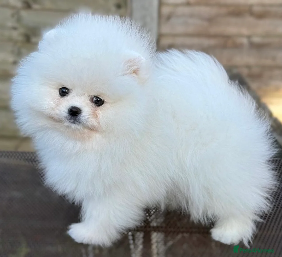 Pomeranian dogs for stud: Pierre stunning white TINY teddy Pom STUD ONLY in Romford - Advert 6