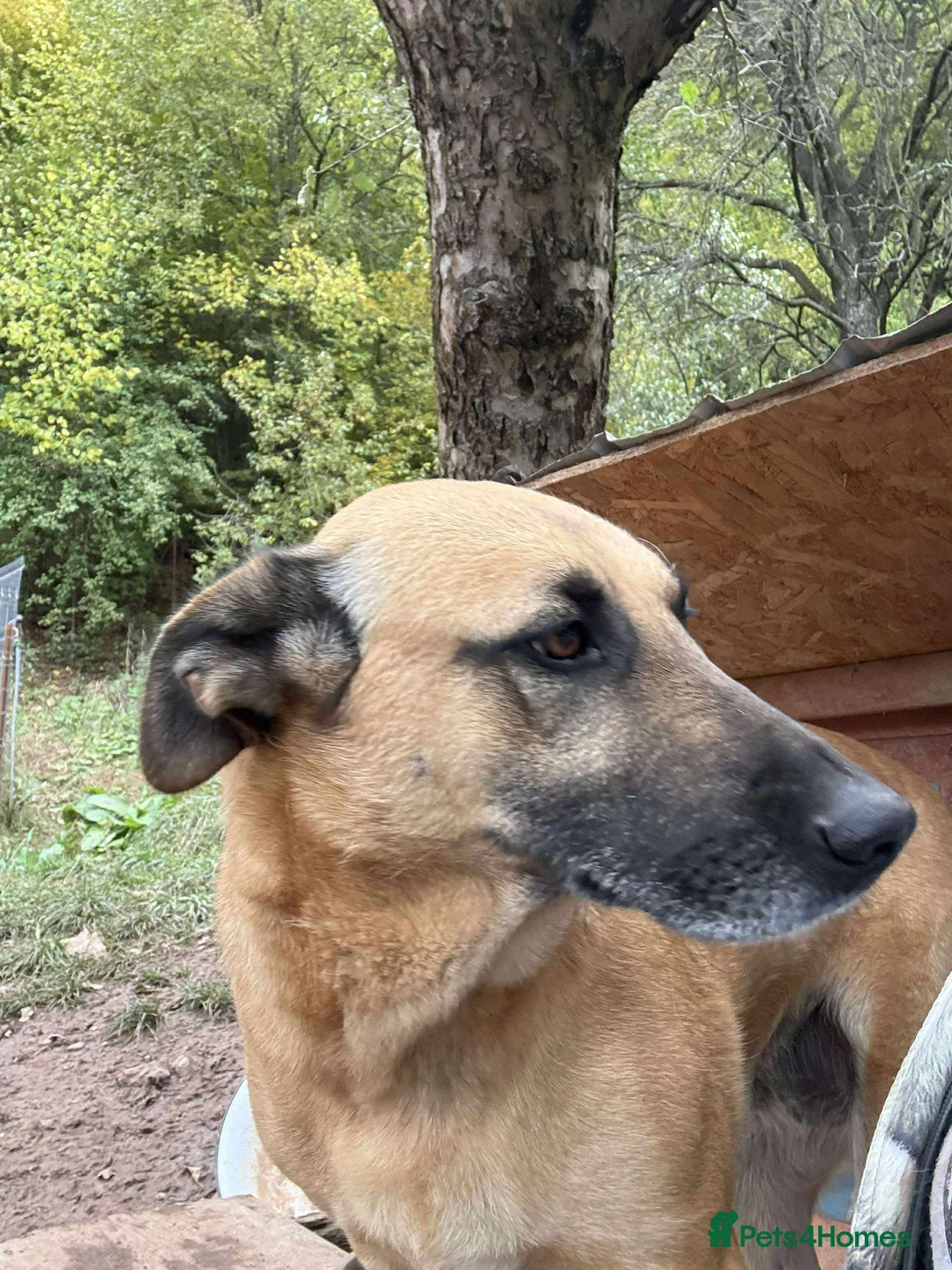 Mixed Breed dogs for adoption: Mara 💜 - Advert 6