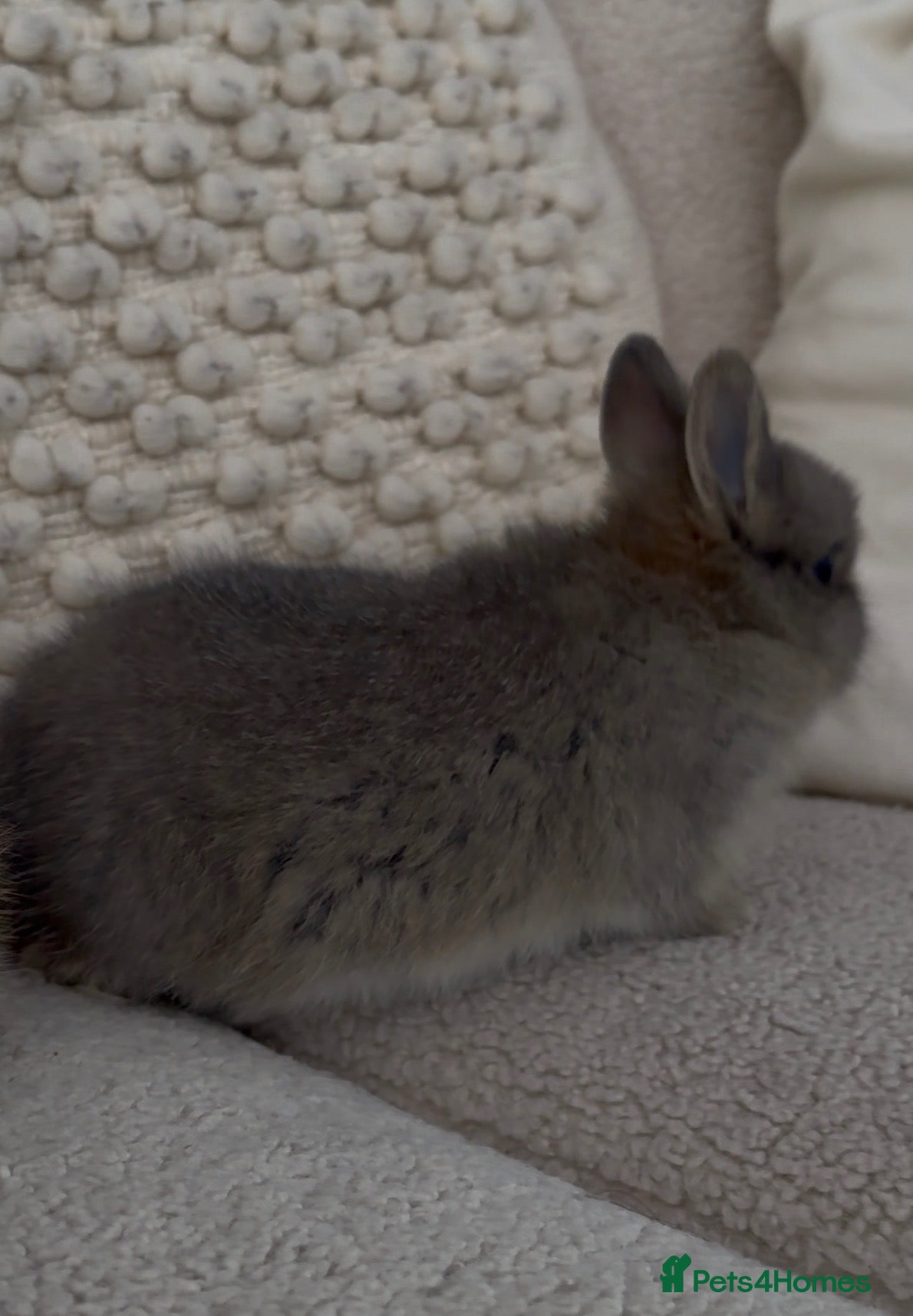 Netherland Dwarf rabbits Cute and cuddly Netherland Dwarf bunnies - Advert 2