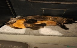 Mixed Breed cats for sale: 4 kittens looking for forever homes  - Image 1