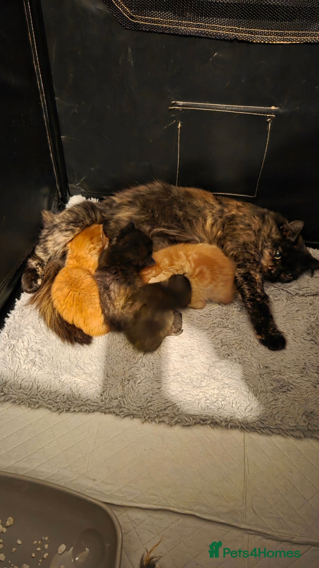 Mixed Breed cats for sale: 4 kittens looking for forever homes  - Image 1