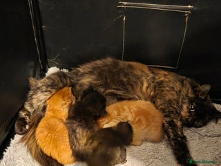 Mixed Breed cats - Advert 9