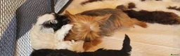 Yorkiepoo dogs for sale: Yorkiepoos 2 Stunning Boys  from Licensed Breeder  - Advert 4