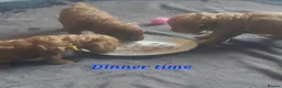 Cavapoo dogs for sale: LAST FOX RED GORGEOUS GIRL AVAILABLE NOW - Advert 5