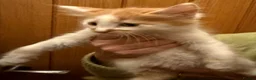 Maine Coon cats for sale: Gorgeous Maine Coon kittens looking for homes - Advert 8