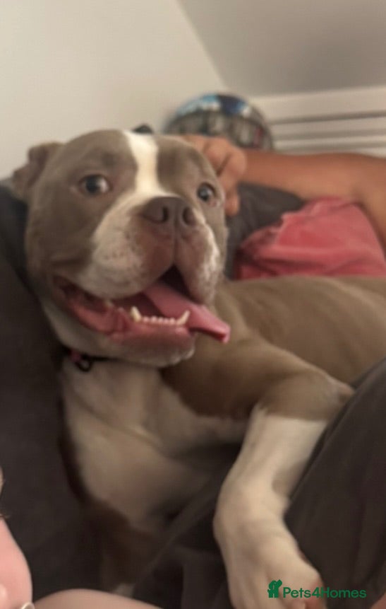 Old Tyme Bulldog dogs Old tyme bulldog looking for her forever home  - Advert 12