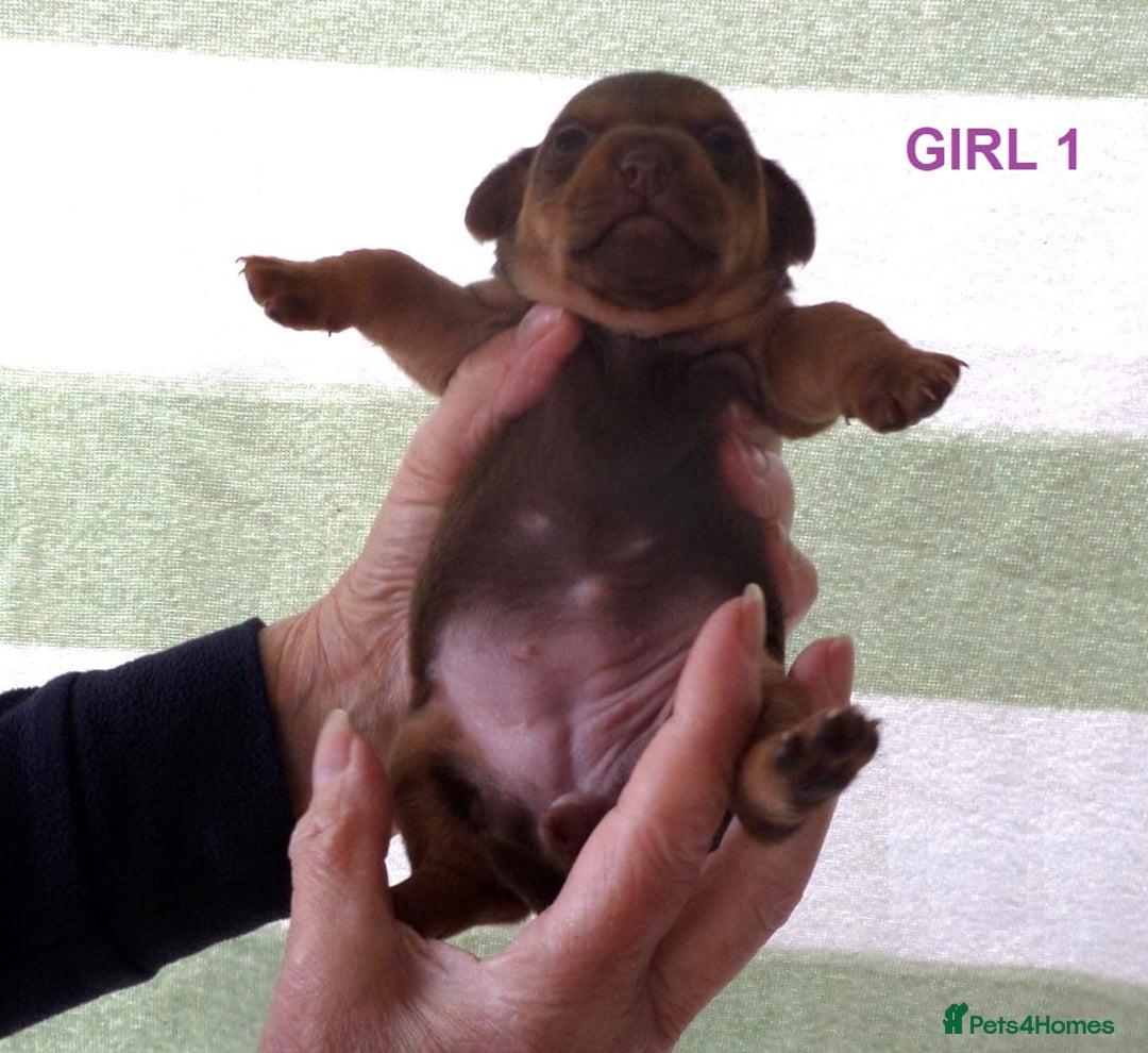 Jack Russell dogs for sale: Beautiful Muchwenlock Jack Russell puppies - Advert 22