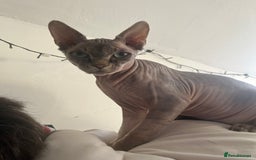Sphynx cats for sale: Beautiful male sphynx cat - Image 1