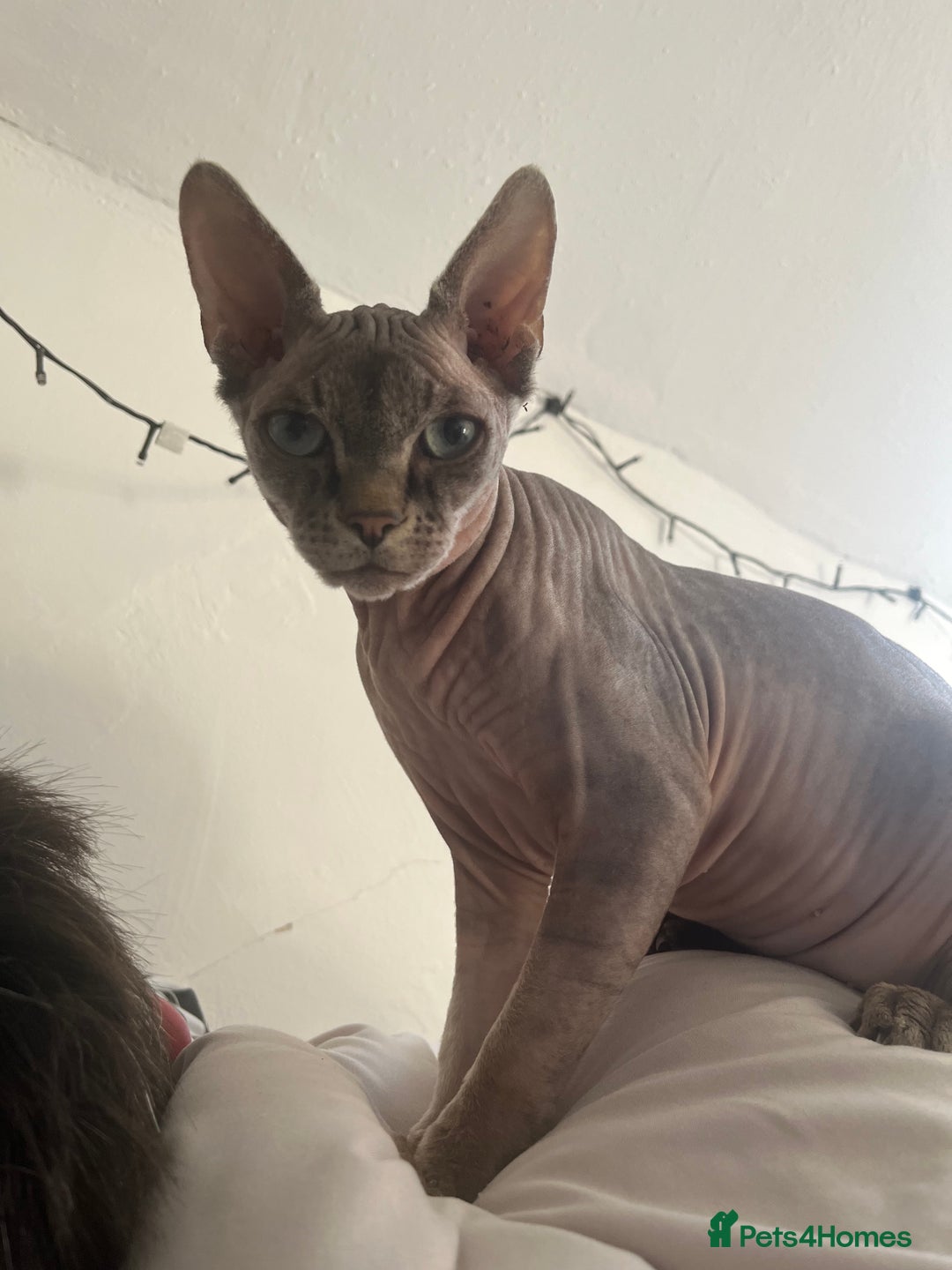 Sphynx cats for sale: Beautiful male sphynx cat - Image 1